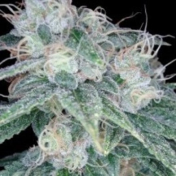 Sour Diesel Feminized cannabis flower bud by Reserva Privada