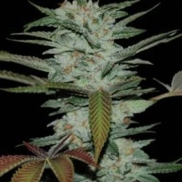 Sour Kush Feminized cannabis flower bud by Reserva Privada
