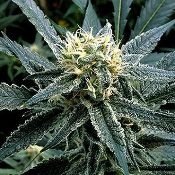 Strawberry Banana Feminized cannabis flower bud by Reserva Privada