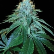 The OG #18 Feminized cannabis flower bud by Reserva Privada