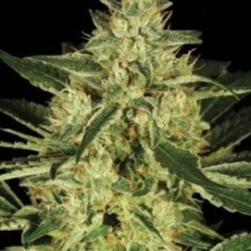Tora Bora Regular cannabis flower bud by Reserva Privada