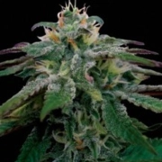 X18 Pure Pakistani Regular cannabis flower bud by Reserva Privada