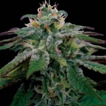 X18 Pure Pakistani Regular cannabis flower bud by Reserva Privada