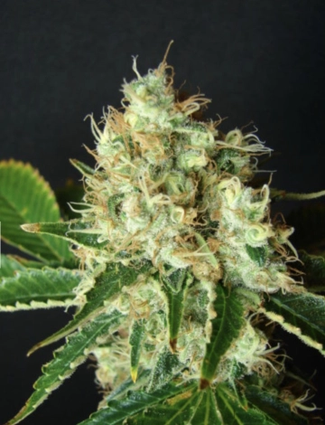 Bubblicious Feminized cannabis flower bud by Resin Seeds