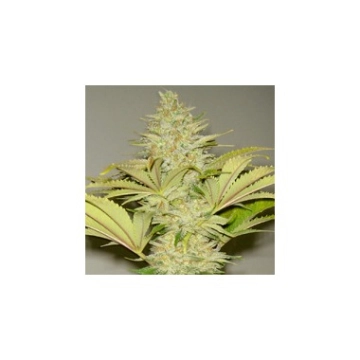 Bubblicious Regular cannabis flower bud by Resin Seeds