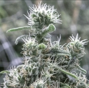 Cannatonic Feminized cannabis flower bud by Resin Seeds