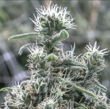 Cannatonic Feminized cannabis flower bud by Resin Seeds