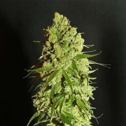 Cannatonic Regular cannabis flower bud by Resin Seeds
