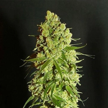 Cannatonic Regular cannabis flower bud by Resin Seeds