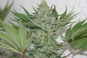 Critical Haze Feminized cannabis flower bud by Resin Seeds