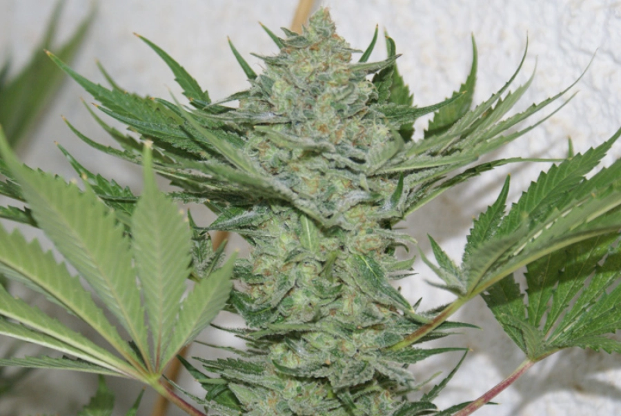 Critical Haze – Resin Seeds – Feminized