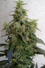 Dieseltonic Feminized cannabis flower bud by Resin Seeds