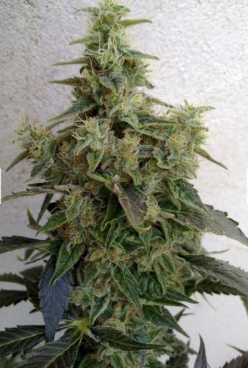 Dieseltonic Feminized cannabis flower bud by Resin Seeds