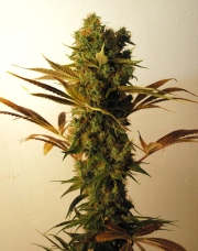 Hammer Shark Feminized cannabis flower bud by Resin Seeds