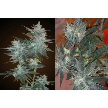 L.A. Ultra Feminized cannabis flower bud by Resin Seeds
