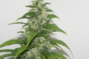 Yummy Feminized cannabis flower bud by Resin Seeds