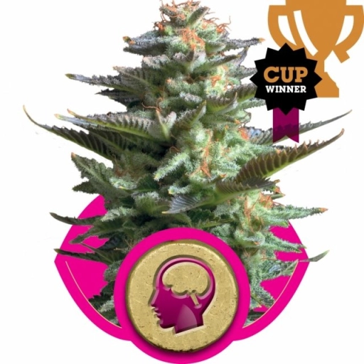 Amnesia Haze – Royal Queen Seeds – Feminized