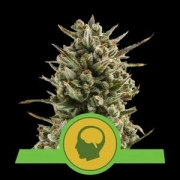 Amnesia Haze Automatic Autoflowering cannabis flower bud by Royal Queen Seeds