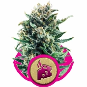 Blue Cheese Feminized cannabis flower bud by Royal Queen Seeds