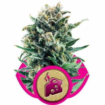 Blue Cheese Feminized cannabis flower bud by Royal Queen Seeds