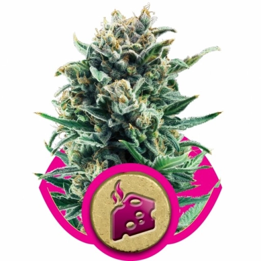 Blue Cheese – Royal Queen Seeds – Feminized