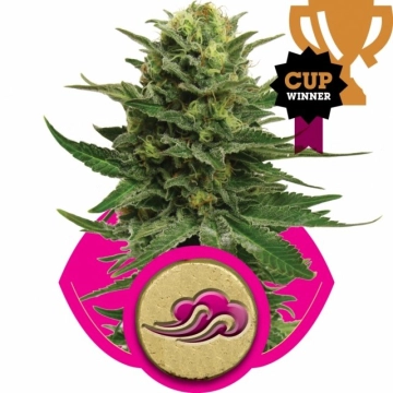 Blue Mystic Feminized cannabis flower bud by Royal Queen Seeds