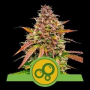 Bubble Kush Auto Autoflowering cannabis flower bud by Royal Queen Seeds