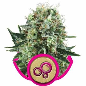 Bubble Kush Feminized cannabis flower bud by Royal Queen Seeds