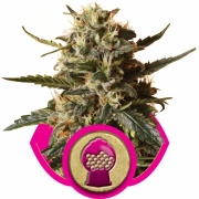 Bubblegum XL Feminized cannabis flower bud by Royal Queen Seeds