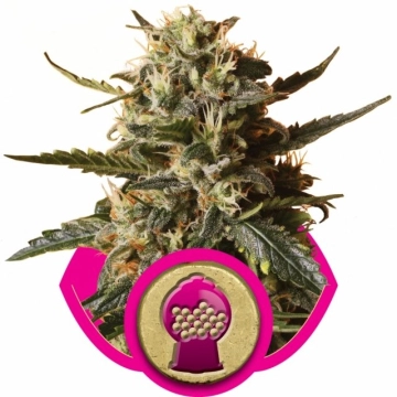 Bubblegum XL Feminized cannabis flower bud by Royal Queen Seeds