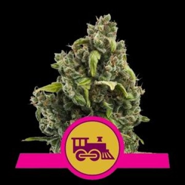 Candy Kush Fast Version Feminized cannabis flower bud by Royal Queen Seeds