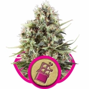 Chocolate Haze Feminized cannabis flower bud by Royal Queen Seeds