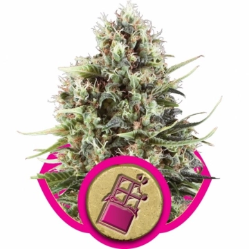 Chocolate Haze Feminized cannabis flower bud by Royal Queen Seeds