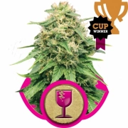 Critical Feminized cannabis flower bud by Royal Queen Seeds