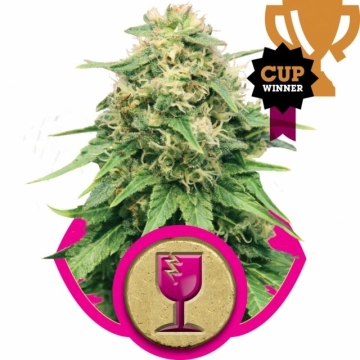 Critical Feminized cannabis flower bud by Royal Queen Seeds