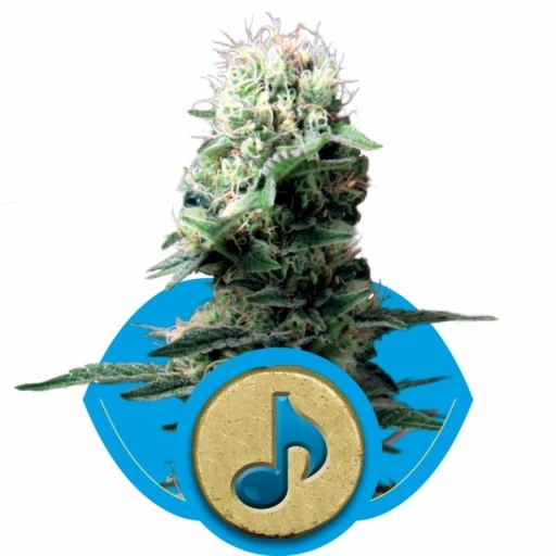 Dance World – Royal Queen Seeds – Feminized