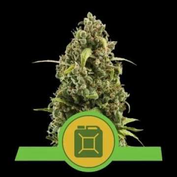 Diesel Auto Autoflowering cannabis flower bud by Royal Queen Seeds