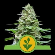 Easy Bud Auto Autoflowering cannabis flower bud by Royal Queen Seeds