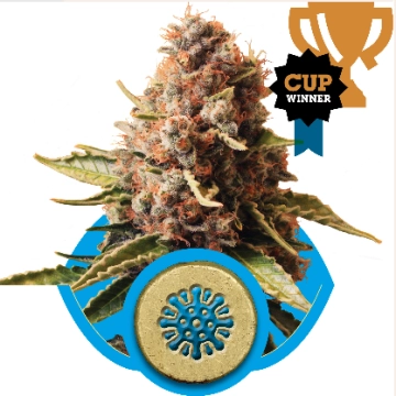 Euphoria CBD Feminized cannabis flower bud by Royal Queen Seeds