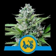 Fast Eddy Auto Autoflowering cannabis flower bud by Royal Queen Seeds