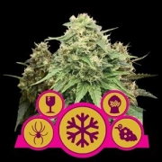 Feminisiert Mix Feminized cannabis flower bud by Royal Queen Seeds