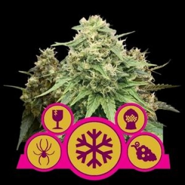 Feminisiert Mix Feminized cannabis flower bud by Royal Queen Seeds