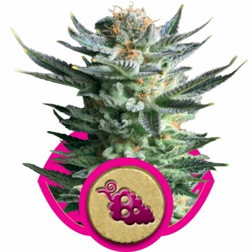 Fruit Spirit – Royal Queen Seeds – Feminized