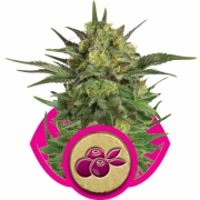 Haze Berry Feminized cannabis flower bud by Royal Queen Seeds