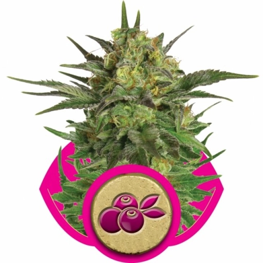 Haze Berry – Royal Queen Seeds – Feminized