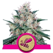 Honey Cream Fast Version Feminized cannabis flower bud by Royal Queen Seeds