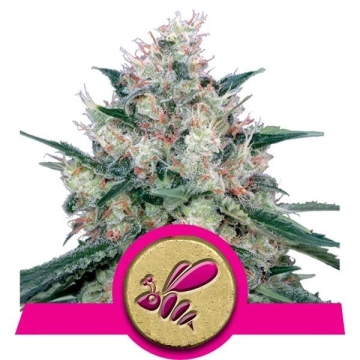 Honey Cream Fast Version Feminized cannabis flower bud by Royal Queen Seeds