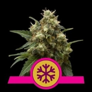Ice Feminised Feminized cannabis flower bud by Royal Queen Seeds