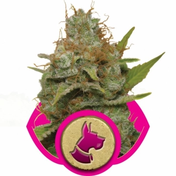 Kali Dog Feminized cannabis flower bud by Royal Queen Seeds