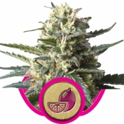Lemon Shining Silver Haze Feminized cannabis flower bud by Royal Queen Seeds